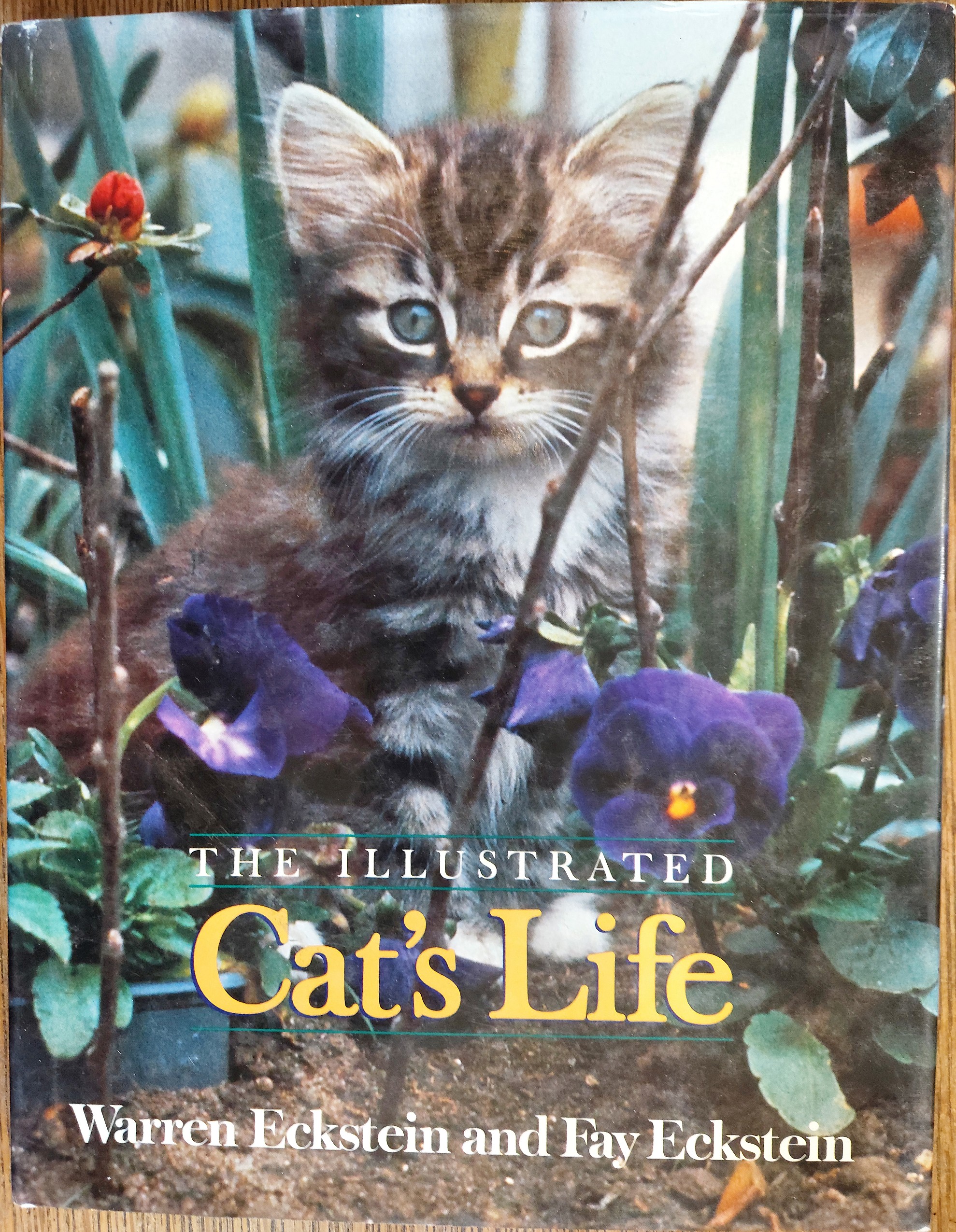The Illustrated Cat's Life