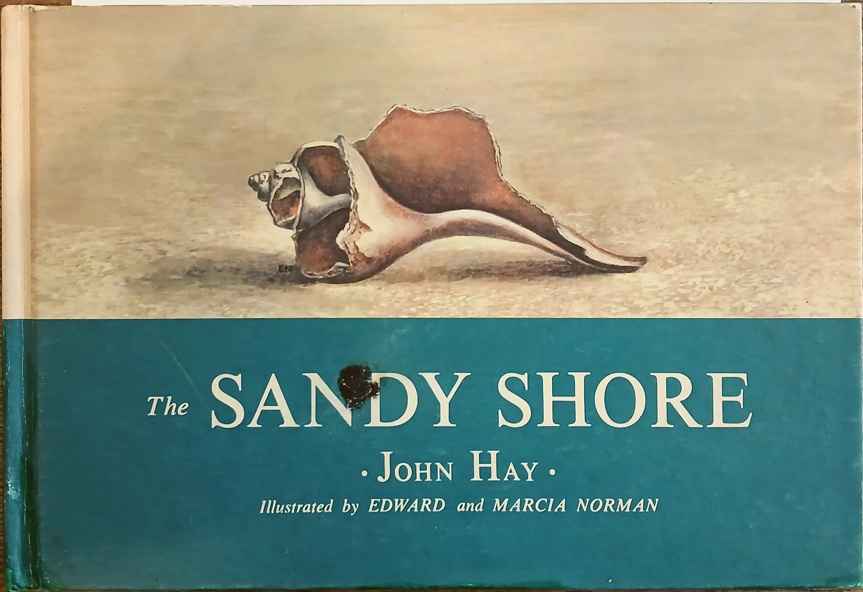 The Sandy Shore