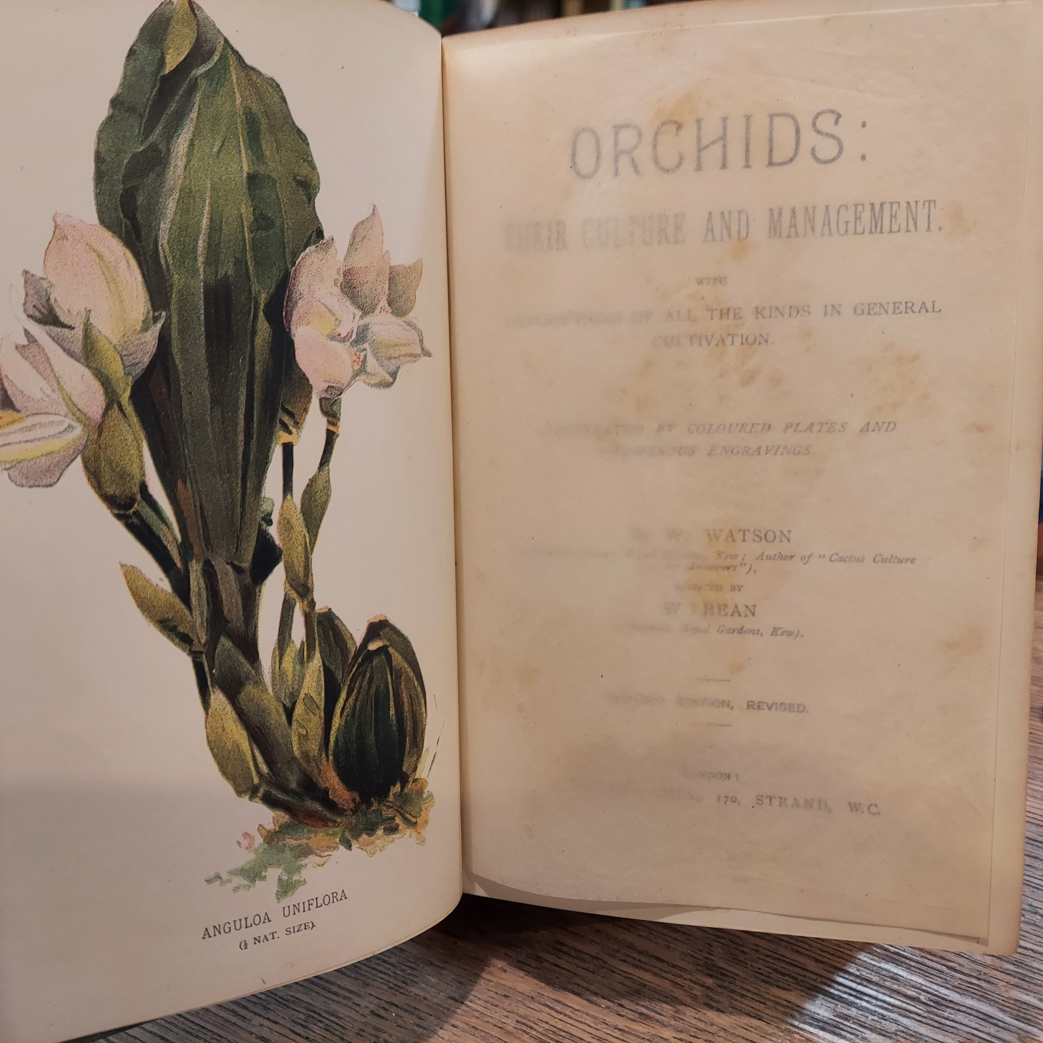 Orchids: Their Culture and Management
