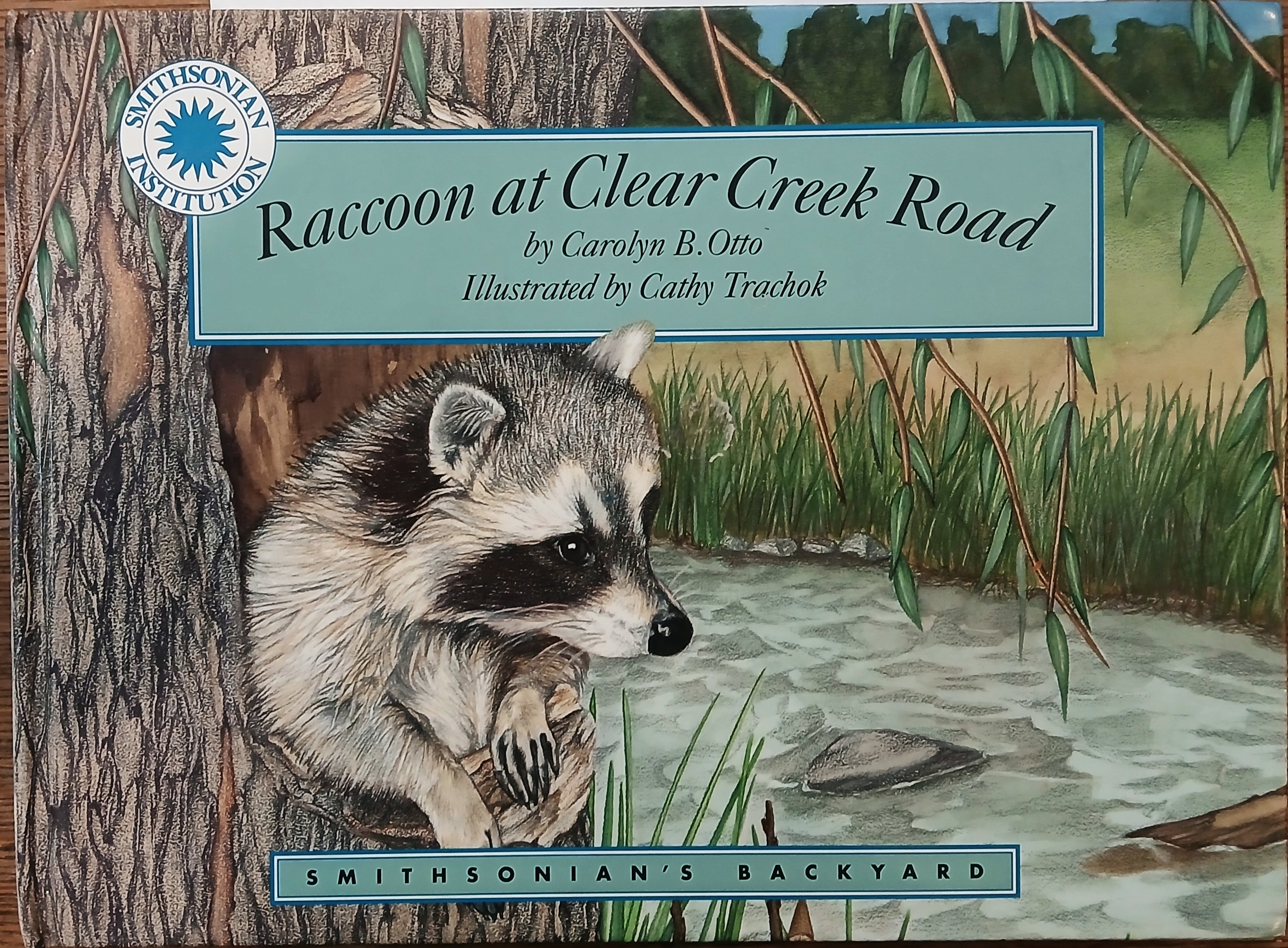 Raccoon at Clear Creek Road (Smithsonian's Backyard)
