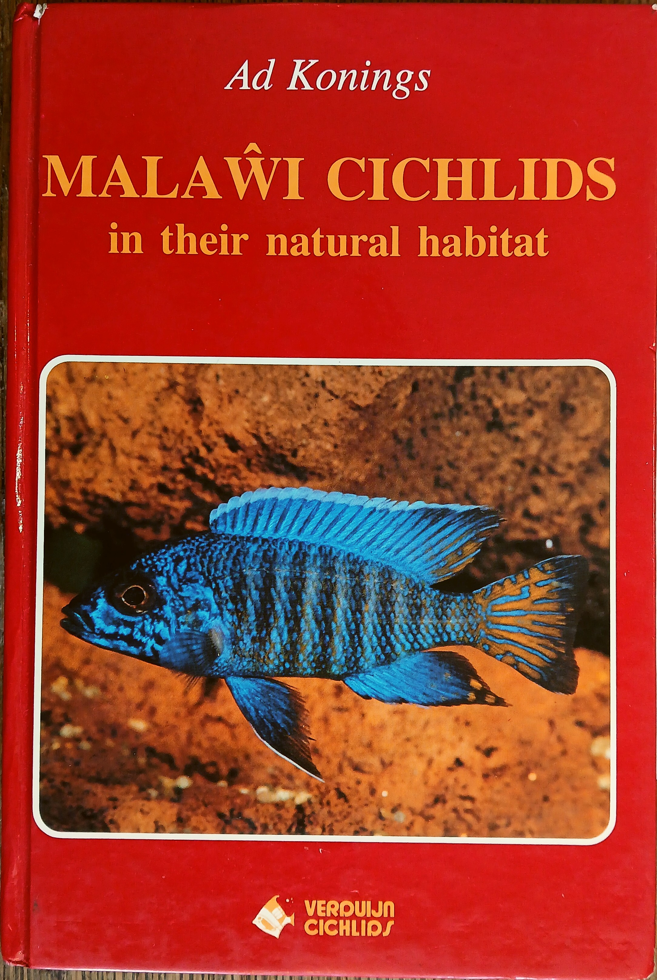 Malawi Cichlids in Their Natural Habitat